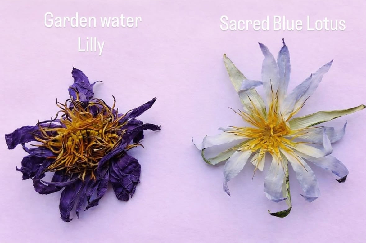 Garden water lily next to authentic sacred Blue Lotus