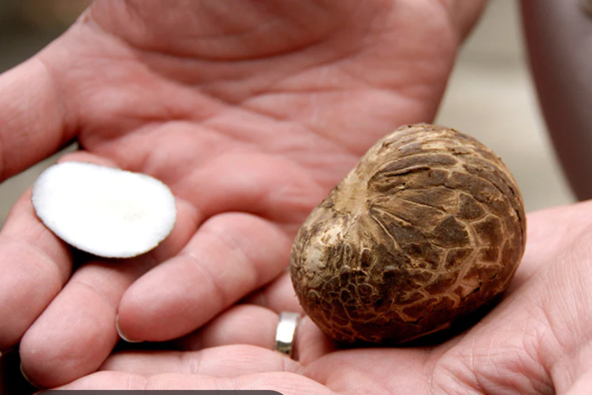 Hand holding polished tagua nuts in soft natural light